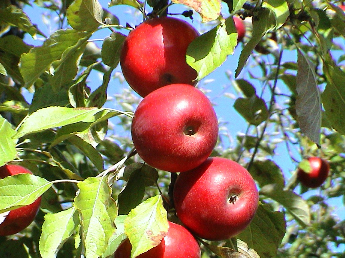 Orchard Beach Farm